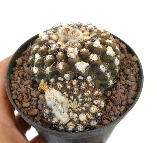 เอรีโอไซซ์ ไรเคอี f. ครัวซิอิ กระบองเพชรหายาก ขนวูลสีขาวหนาแน่นและหนามเข้มในกระถาง