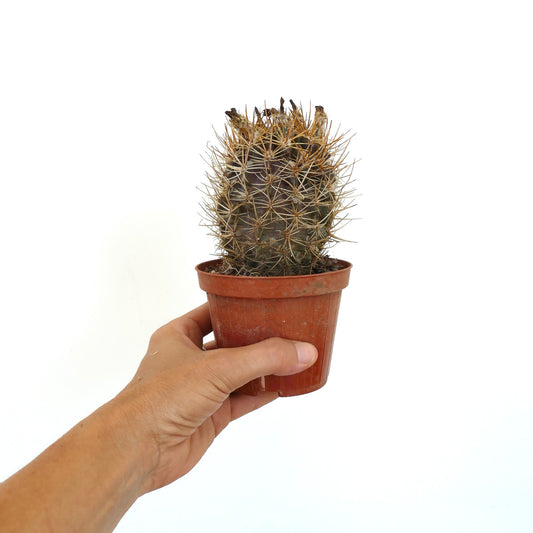 เอริโอไซซ ซับกิโบซา วาเก็นเนชทีติ กระบองเพชรหนามเล็กมีหนามสีน้ำตาลในกระถางเทอราคอตต้า