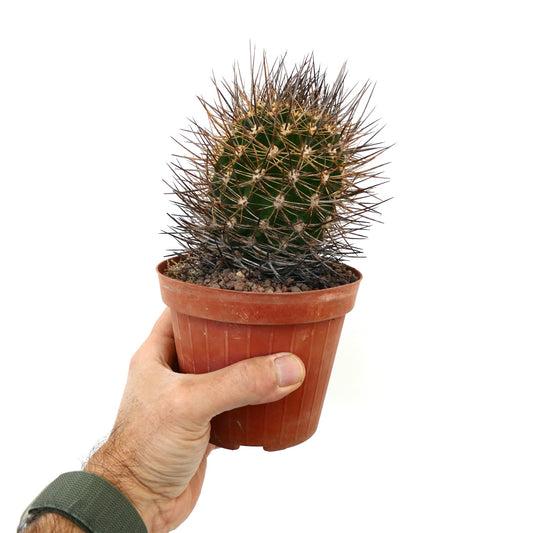 Eriosyce bulbocalyx var. marayensis small green cactus with dense long brown spines in pot