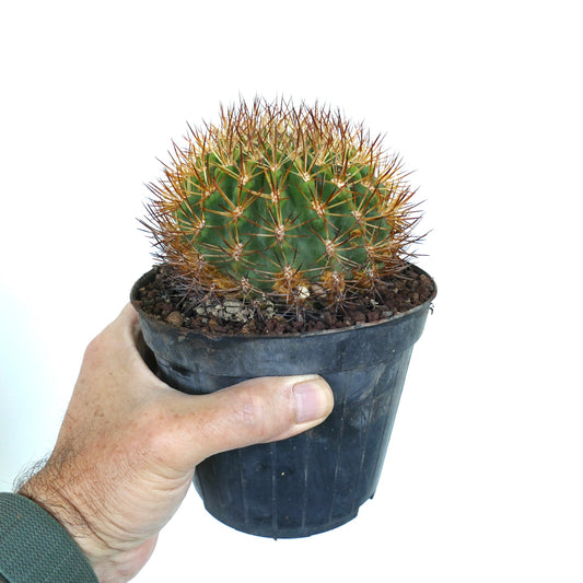 Eriosyce strausiana liten rund kaktus med tette gyldne torner i svart potte