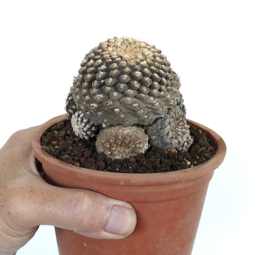 Eriosyce esmeraldana rare clustered cactus with textured spines in small terracotta pot