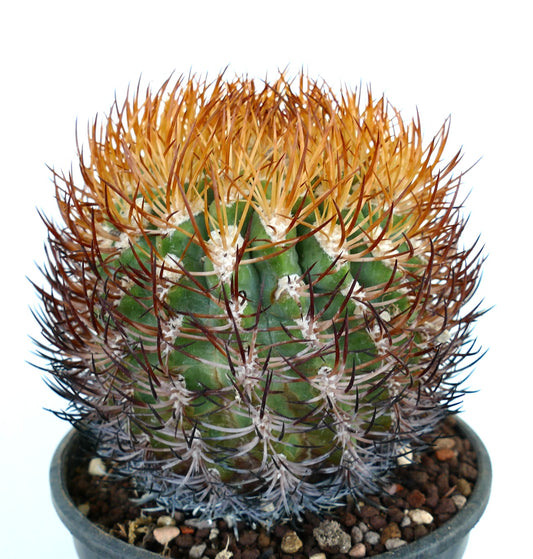 Eriosyce spinibarbis-kaktus med tette oransje og brune torner i liten potte