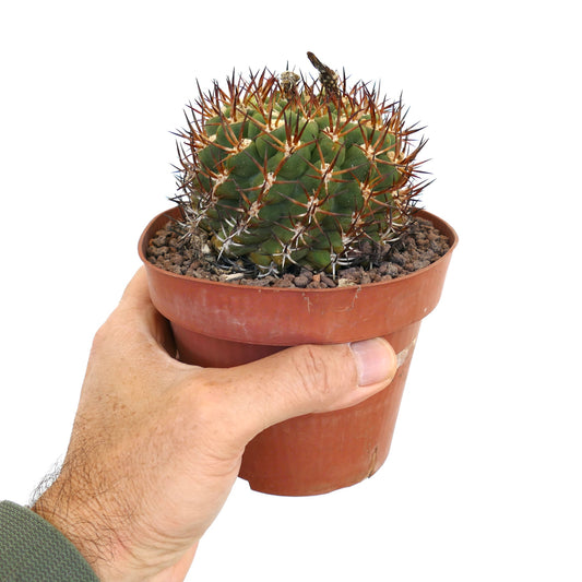 Eriosyce marksiana succulent cactus with dense reddish spines in small brown pot held by hand