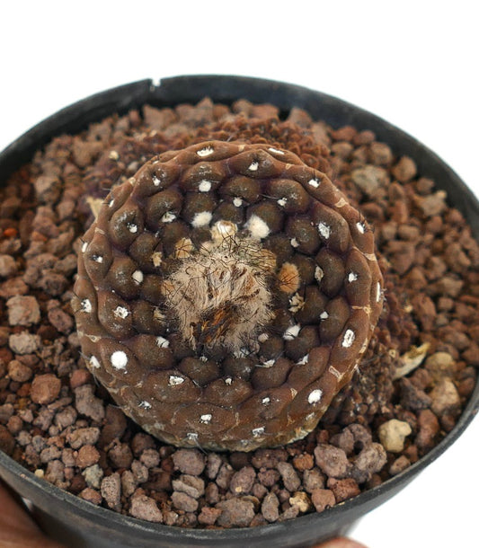 เอรีโอไซซี เอสเมอรัลดานา กระบองเพชรอวบน้ำหายาก มีกล้ามเนื้อสีน้ำตาลเข้มมีลวดลาย และจุดขนอ่อนสีขาว