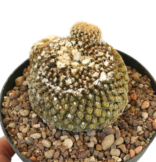 เออริโอโซส โอดีเอรี กระบองเพชรอวบน้ำหายาก มีลำต้นสีเขียวพร้อมผิวสัมผัส และมีตุ่มขนสีขาวหนาแน่น