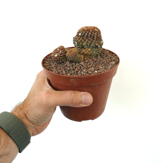 เอริโอโซซี นาปินา วี. แอร์โรคาปา แคคตัสขนาดเล็กที่มีหนามสีน้ำตาลกระจุกในกระถาง