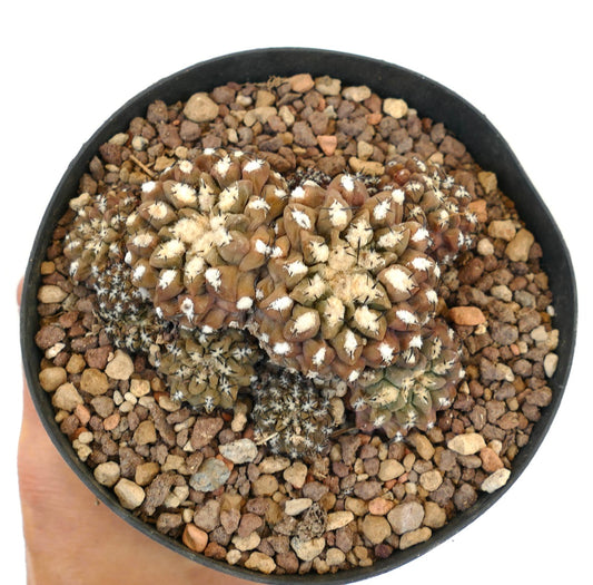 エリオシケ・ナピナ var. リパリア 多肉サボテンの群生、白い綿毛のある有毛座と濃い棘付き