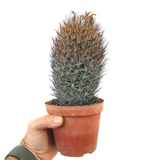 Eriosyce bulbocalyx cactus with dense long spines in small terracotta pot held by hand