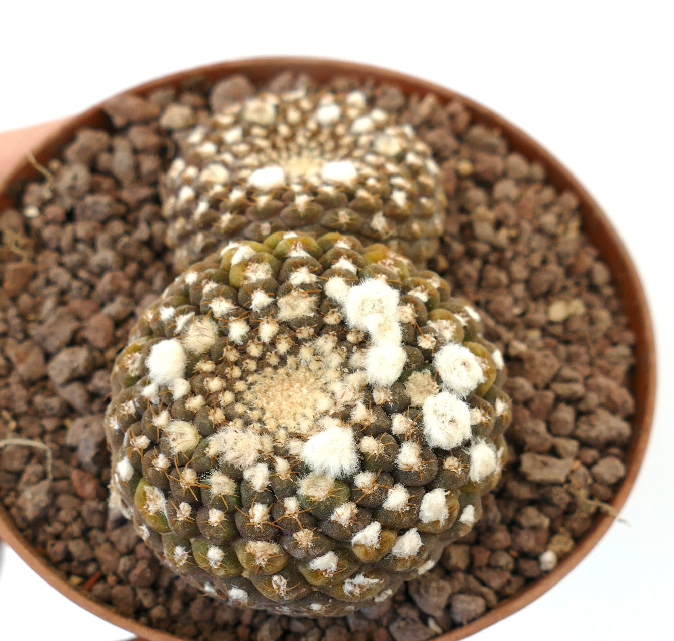 เอริโอไซเซ ไรเชอี กระบองเพชรกลมเล็กมีแผ่นขนขาวนุ่มและหนามสีน้ำตาลในกระถาง