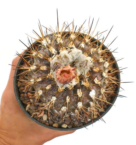 Eriosyce crispa var. huascensis rare cactus with dense spines and small pink flower bud