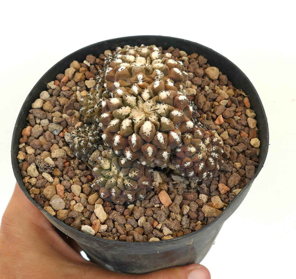 Eriosyce napina var. riparia em touceira com caules suculentos acastanhados e areolas lanosas brancas em vaso