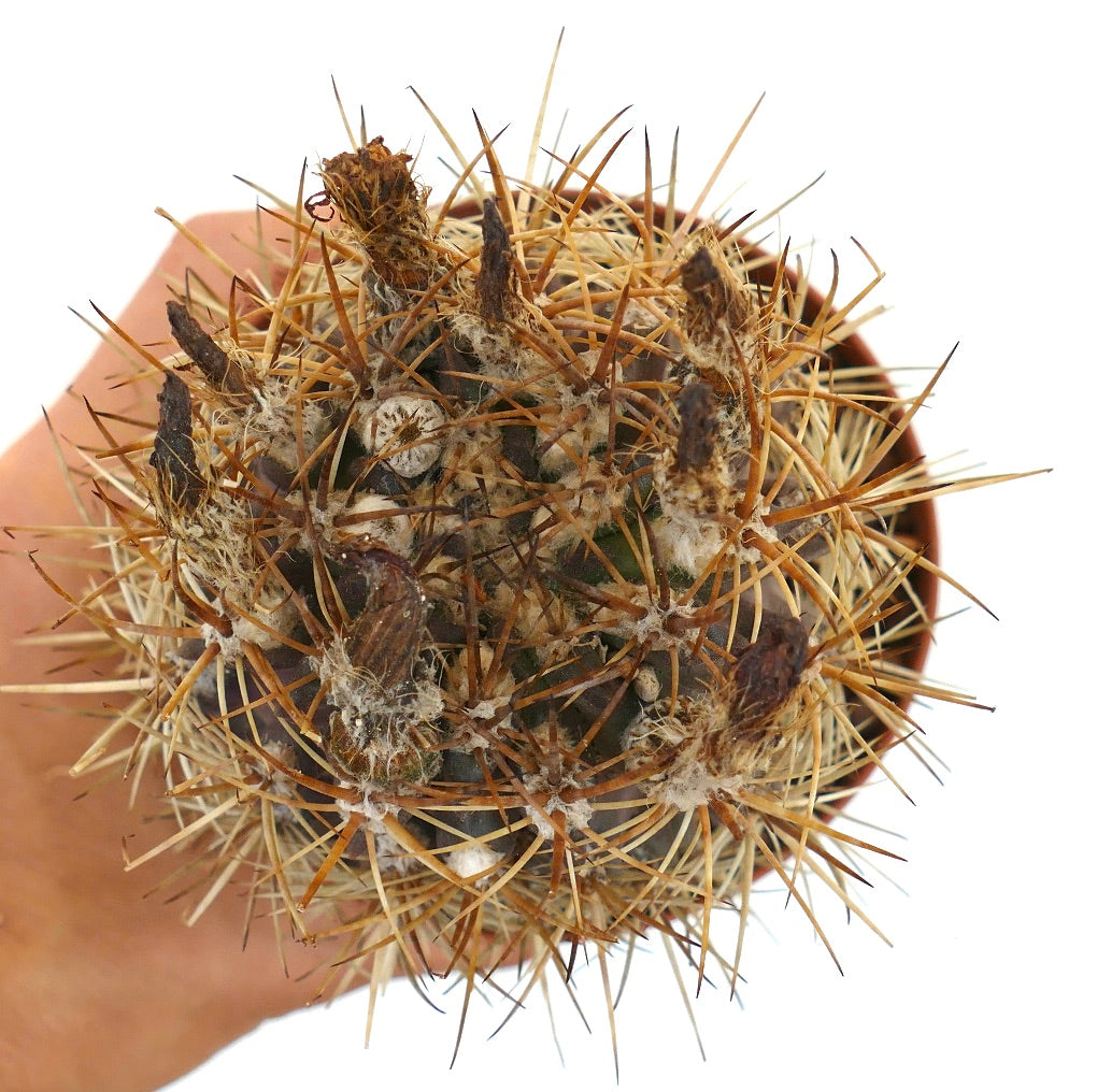 เอรีโอไซซ์ ซับกิบโบซา วาเกนเน็คไคทิยี ต้นตะบองเพชรหายาก มีหนามทองคำหนาแน่นและโคนหนามขนปุย