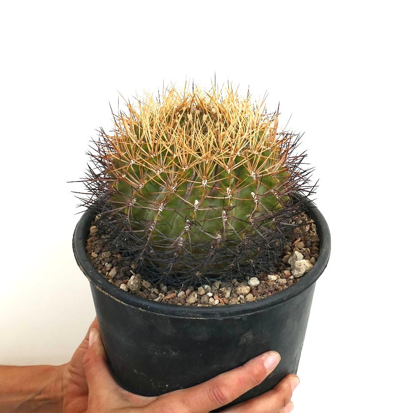 Eriosyce aurata-kaktus med tette gyldne og mørke pigger i svart potte holdt på hendene