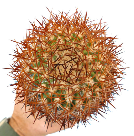 Eriosyce sp. nova kaktus med tette sterke rødbrune torner og grønn ribbet kropp prøve