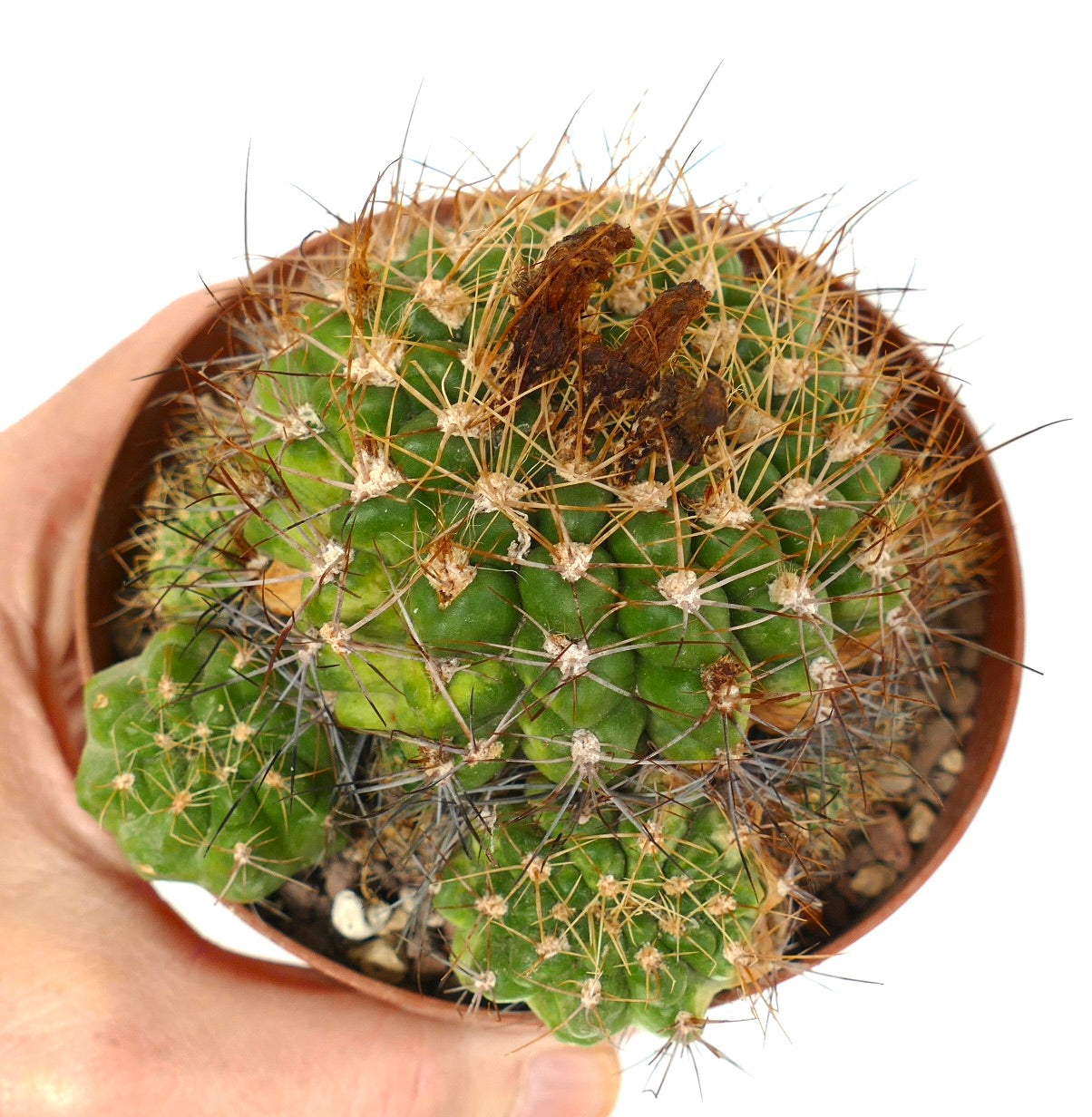 Eriosyce aspillagae grüner Kaktus mit langen, scharfen Dornen und trockenen Blütenresten im Topf