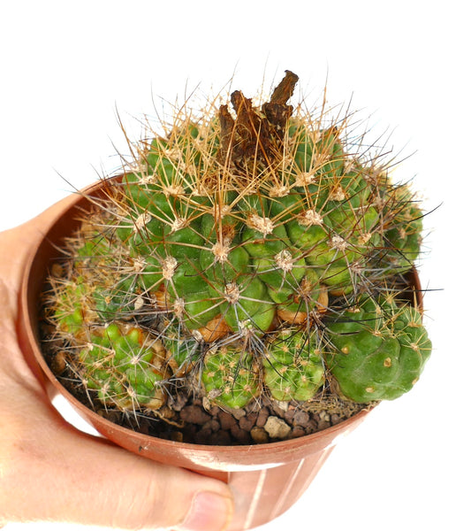 Eriosyce aspillagae succulent cactus with dense spines and green ribbed body in pot