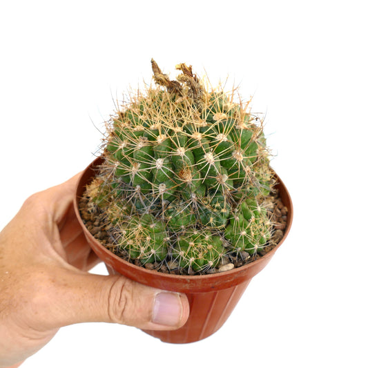 Eriosyce aspillagae cluster cactus with dense yellowish spines in small brown pot held by hand