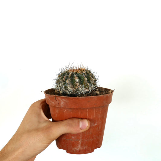 Eriosyce aspillageae small round cactus with dense spines in terracotta pot