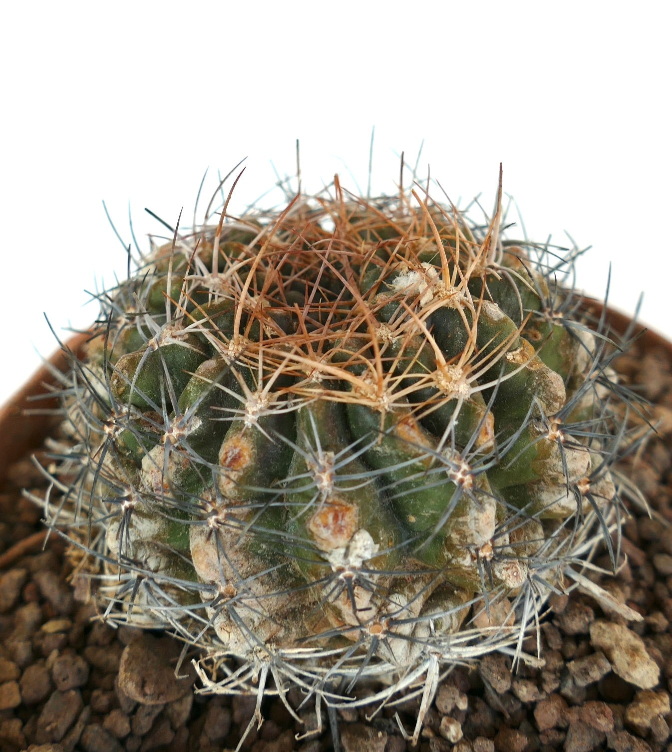 Eriosyce aspillageae seltener Kaktus mit dichten braunen und grauen Dornen auf grün geripptem Körper