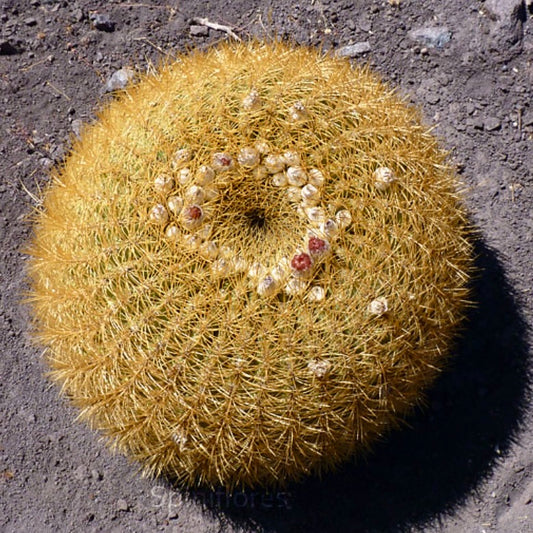 Eriosyce aurata round golden cactus with dense spines and small fruit on soil