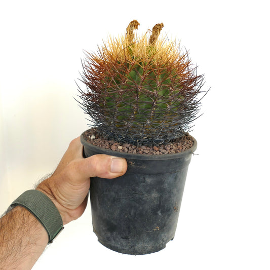 Eriosyce aurata cactus with dense golden and dark spines in black plastic pot