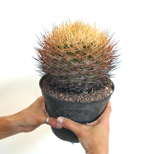 Eriosyce aurata-kaktus med tette, gyldne og brune torner i svart potte holdt i hender