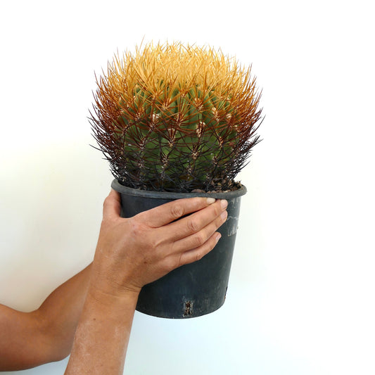 Eriosyce aurata-kaktus med tette, gyldne og mørke torner i svart plastpotte holdt i hender