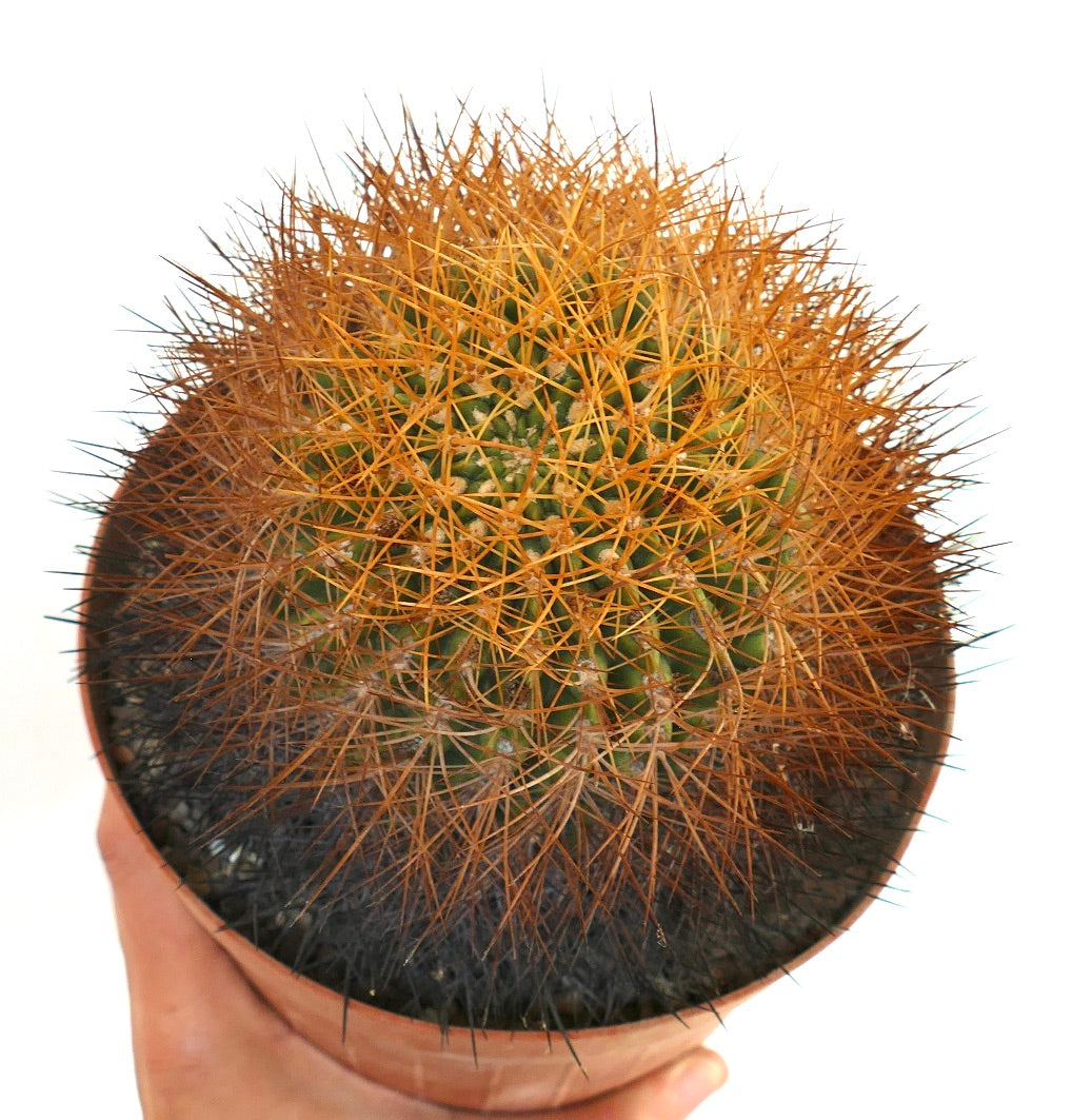 Eriosyce aurata cactus with dense golden spines in a small terracotta pot