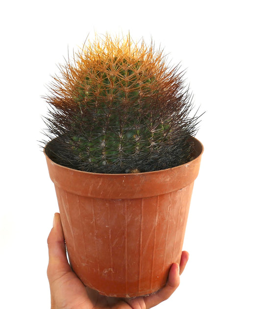 Eriosyce aurata cactus with dense golden and dark spines in terracotta pot specimen