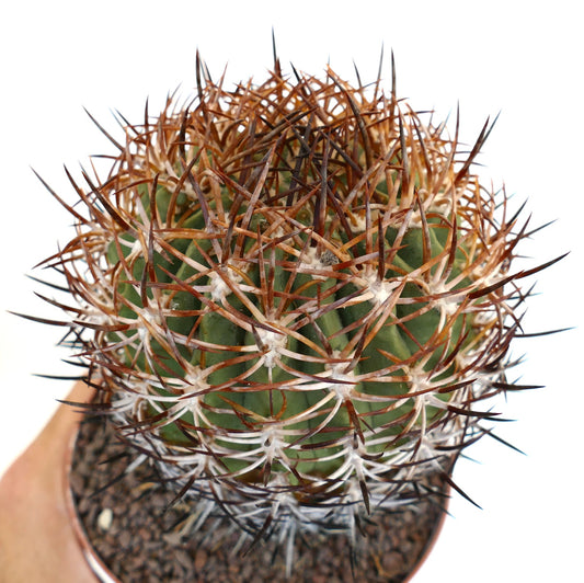 Eriosyce ausseliana-kaktus med tette brune og hvite torner på grønn ribbet kropp