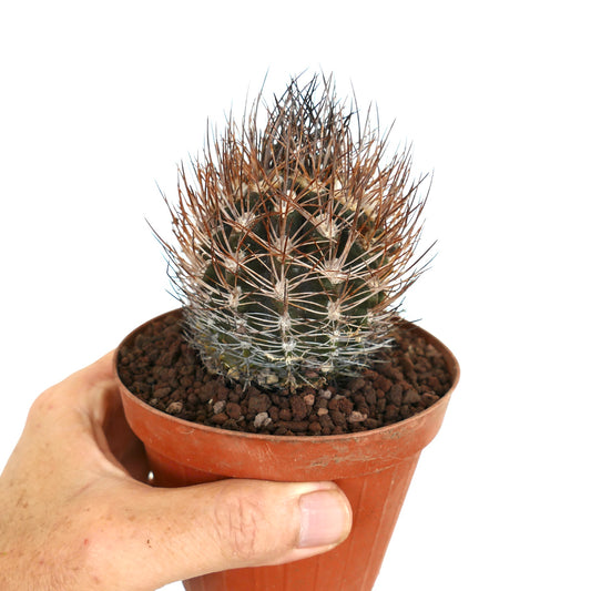 Eriosyce bulbocalyx small succulent cactus with dense brown and white spines in pot