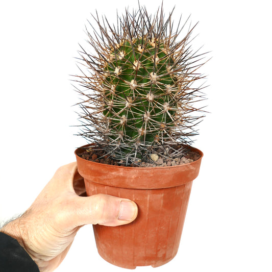 Eriosyce bulbocalyx var. marayensis cactus with dense long brown spines in small pot