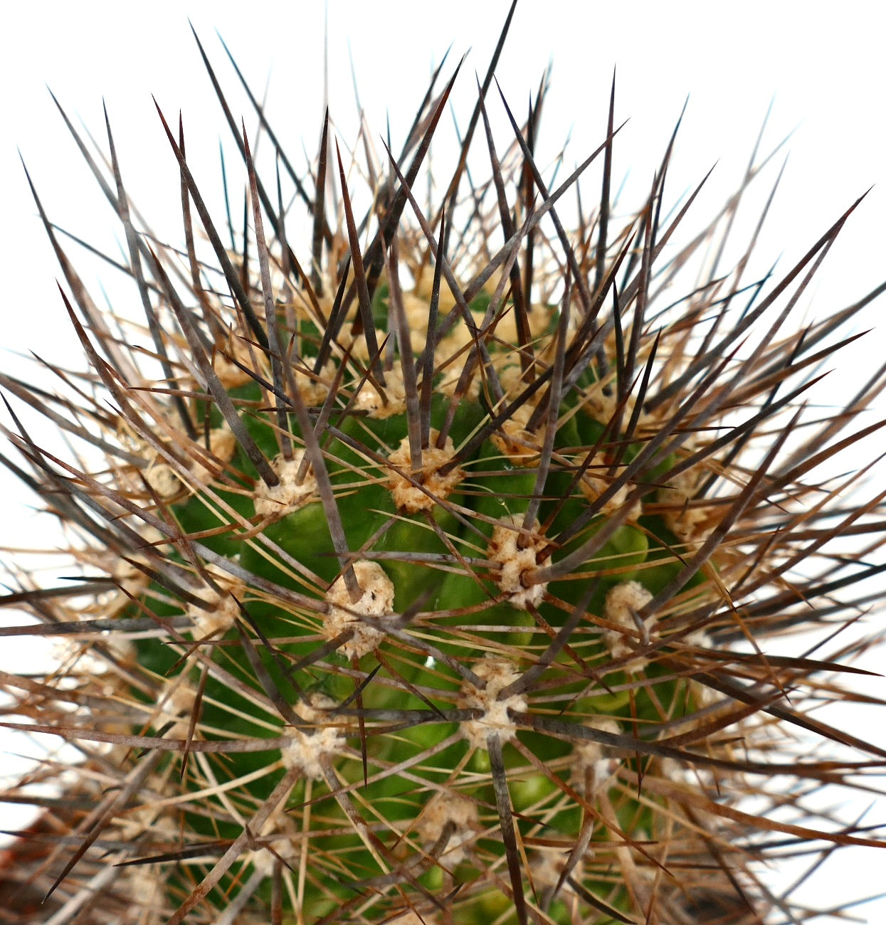 Eriosyce bulbocalyx var. marayensis succulent cactus with dense long brown spines and green body
