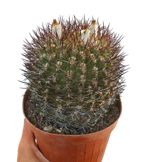 Eriosyce ceratistes combarbalensis cactus with dense reddish spines and woolly areoles in terracotta pot