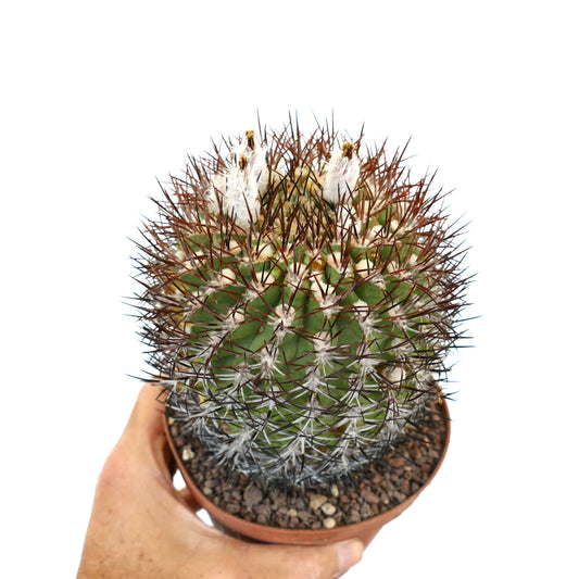 Eriosyce ceratistes ssp. combarbalensis green cactus with dense brown spines and white woolly areoles