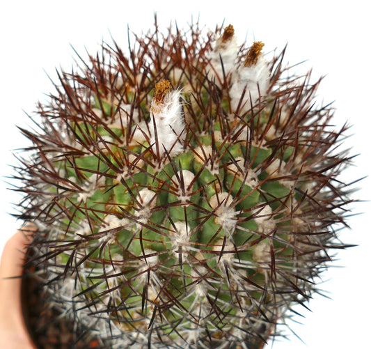 Eriosyce ceratistes ssp. combarbalensis spiny green cactus with white woolly areoles and brown sharp spines