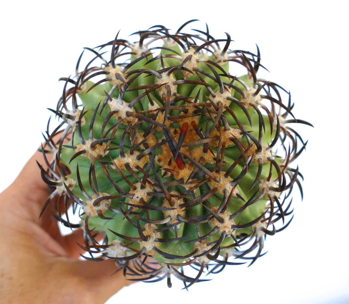 Eriosyce ceratistes var. jorgensis cactus con spine curve dense e scure e corpo verde costoluto tenuto in mano