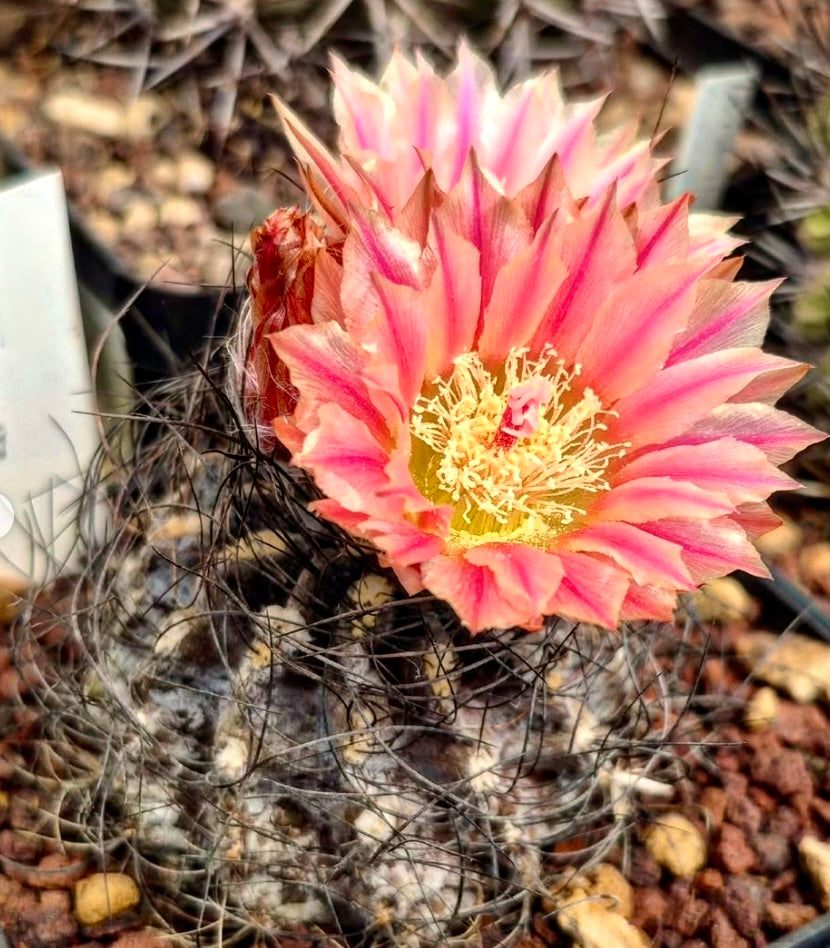 Eriosyce crispa cactus with large pink and yellow blooming flower and dark spines