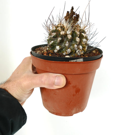 Eriosyce crispa var. huascensis small cactus with dense spines and white woolly areoles in pot