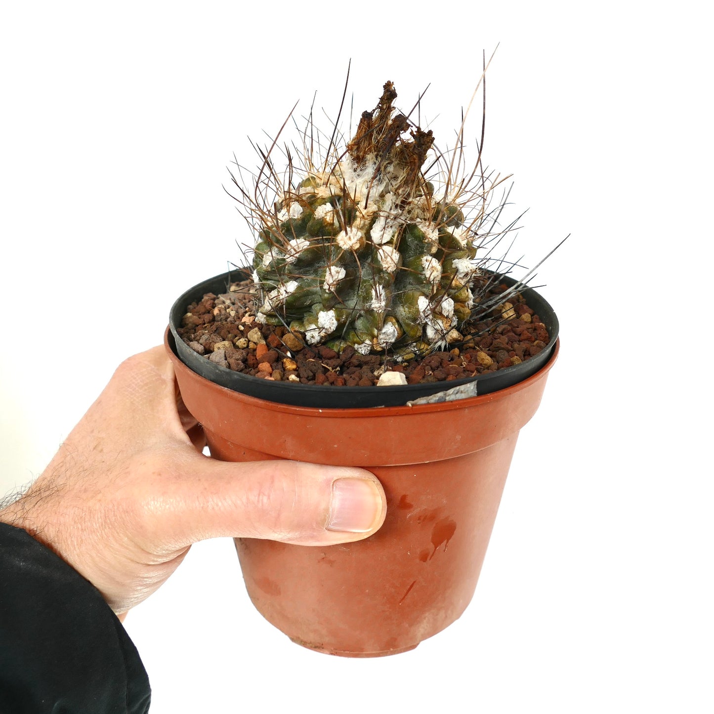 Eriosyce crispa var. huascensis petit cactus avec une laine blanche dense et de longues épines brunes en pot