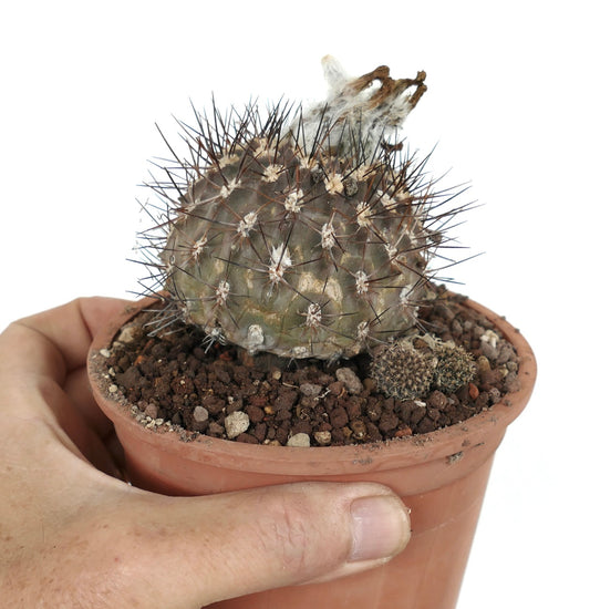 Eriosyce crispa var. huascensis small round cactus with long dark spines in terracotta pot