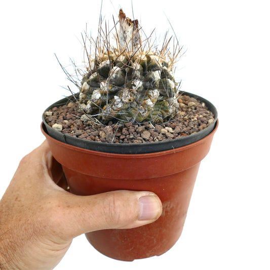Eriosyce crispa var. huascensis small succulent cactus with dense spines and textured surface in pot