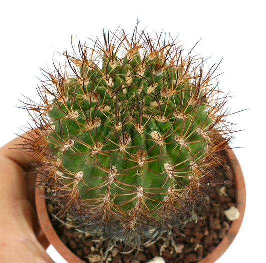 Eriosyce curvispina small green cactus with long curved brown spines in terracotta pot
