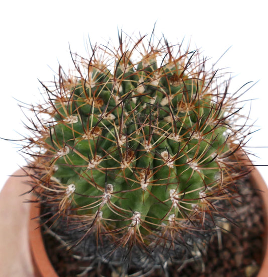 Eriosyce curvispina small green cactus with dense curved brown and black spines in pot