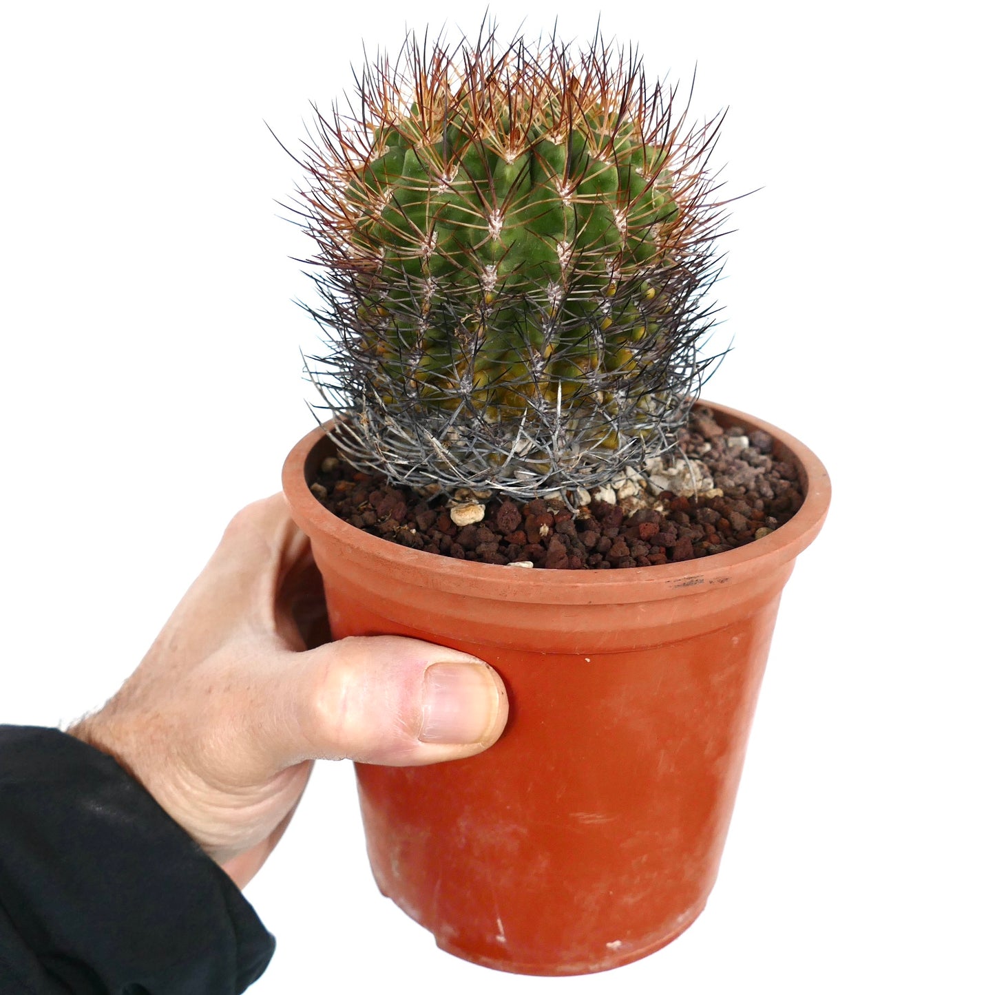 Eriosyce curvispina petit cactus vert avec des épines courbées denses en pot en terre cuite