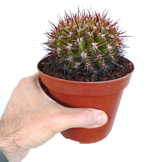 Eriosyce curvispina ssp. marksiana small round cactus with dense reddish spines in terracotta pot