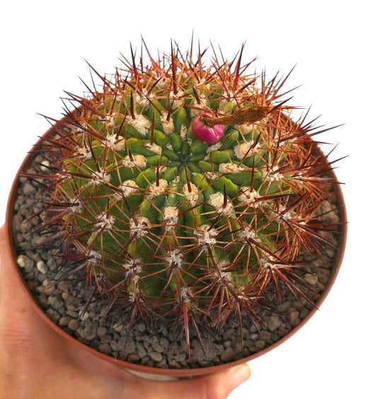 Eriosyce curvispina ssp. marksiana succulent cactus with dense reddish spines and small pink fruit