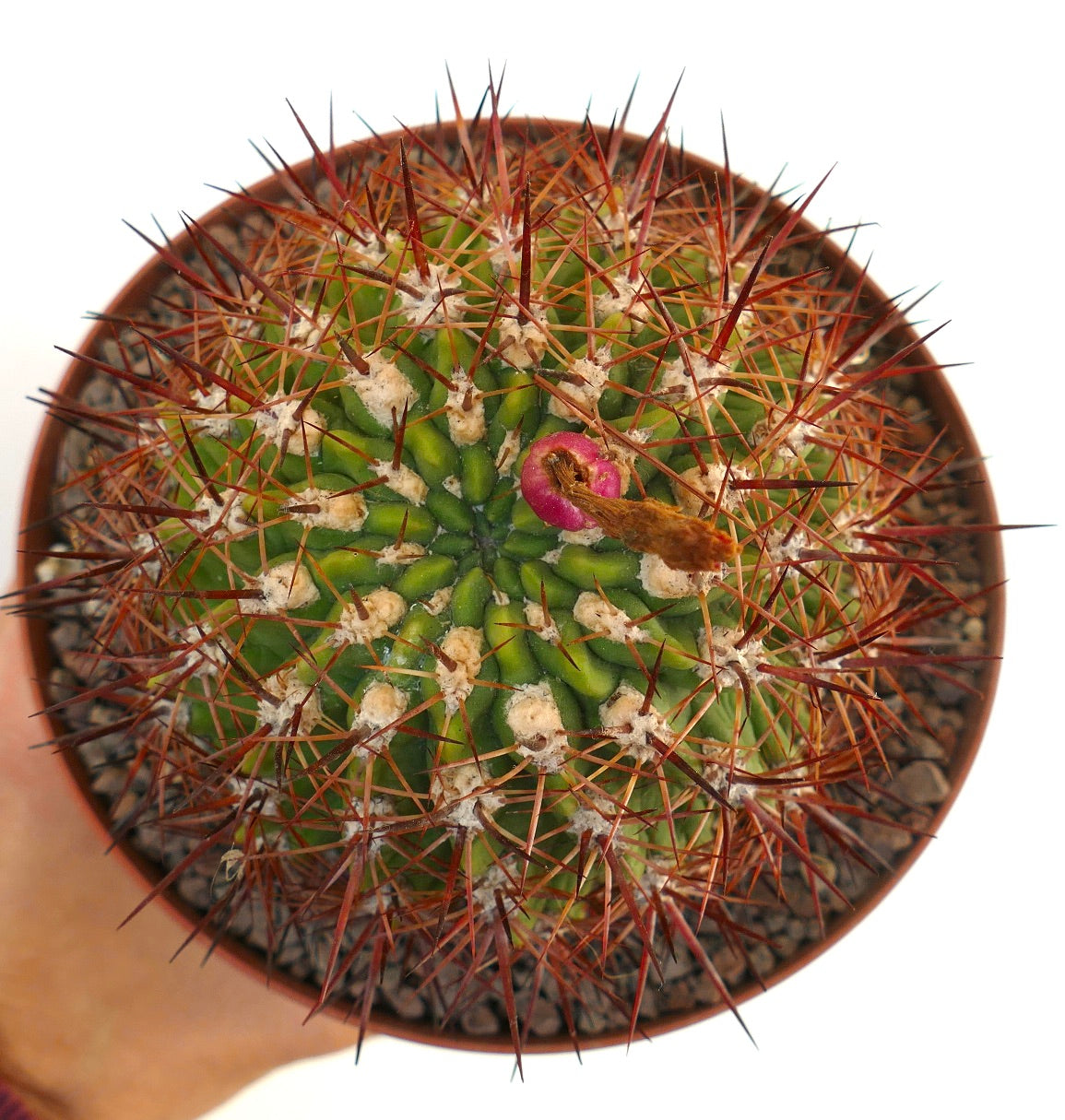 Eriosyce curvispina ssp. marksiana cactus with dense reddish spines and green ribbed body in pot