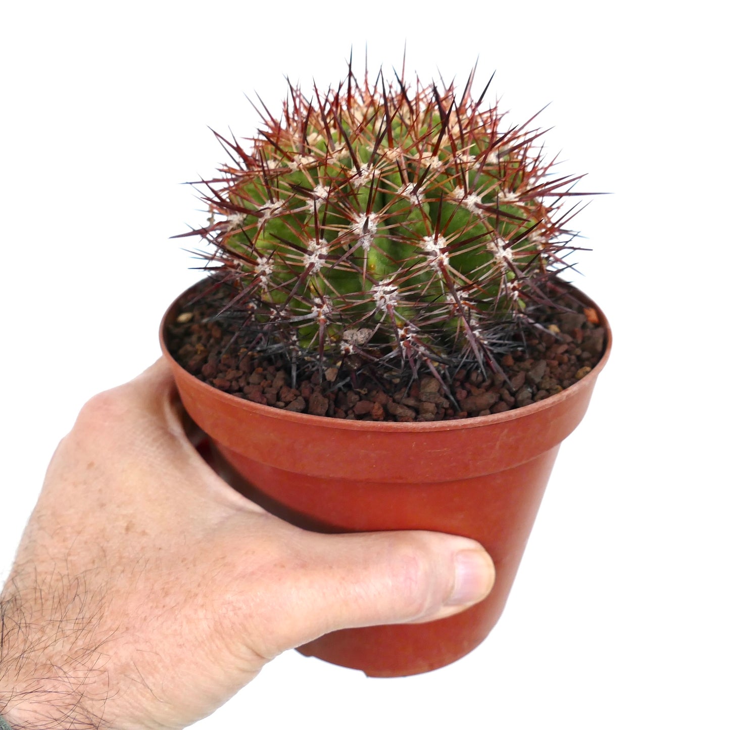 Eriosyce curvispina ssp. marksiana petit cactus rond avec des épines denses, pointues et rougeâtres en pot