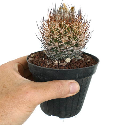 Eriosyce curvispina v. pejerrejes succulent cactus with dense brown and white spines in small pot